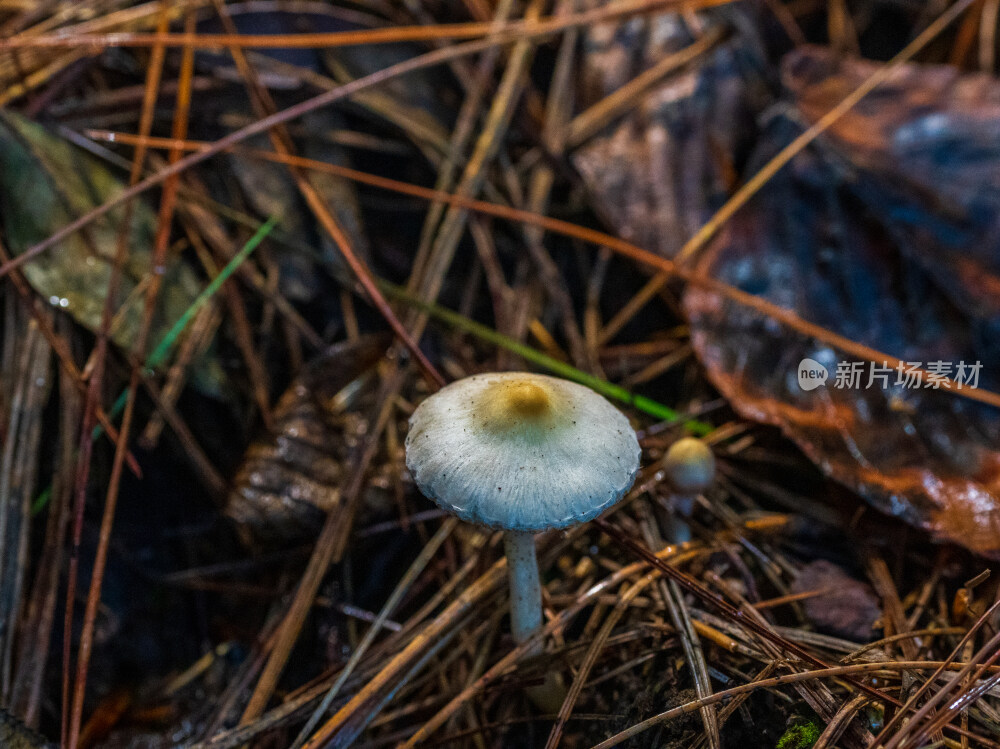 微距拍摄森林中的野生蘑菇