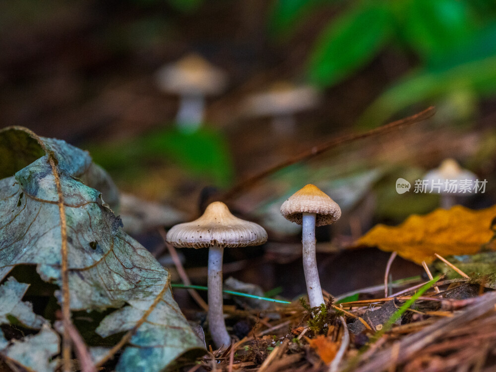 微距拍摄森林中的野生蘑菇