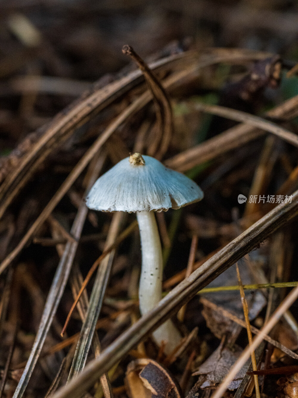 微距拍摄森林中的野生蘑菇