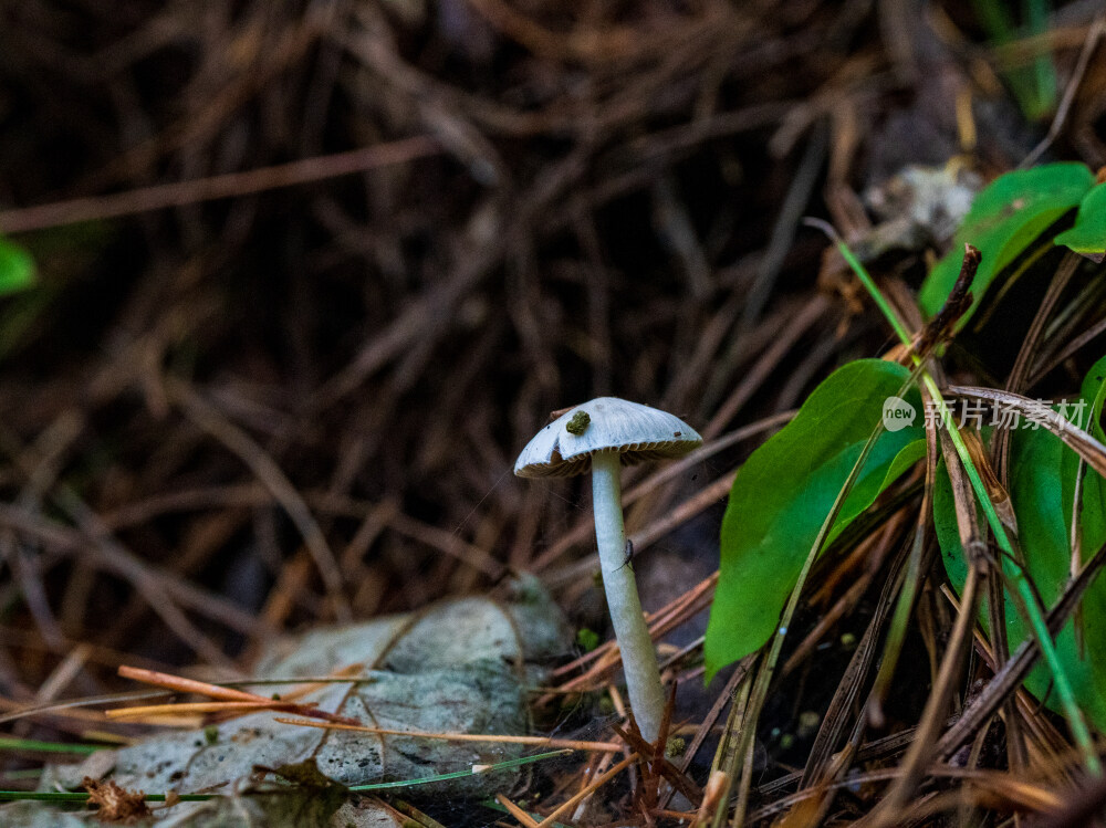 微距拍摄森林中的野生蘑菇