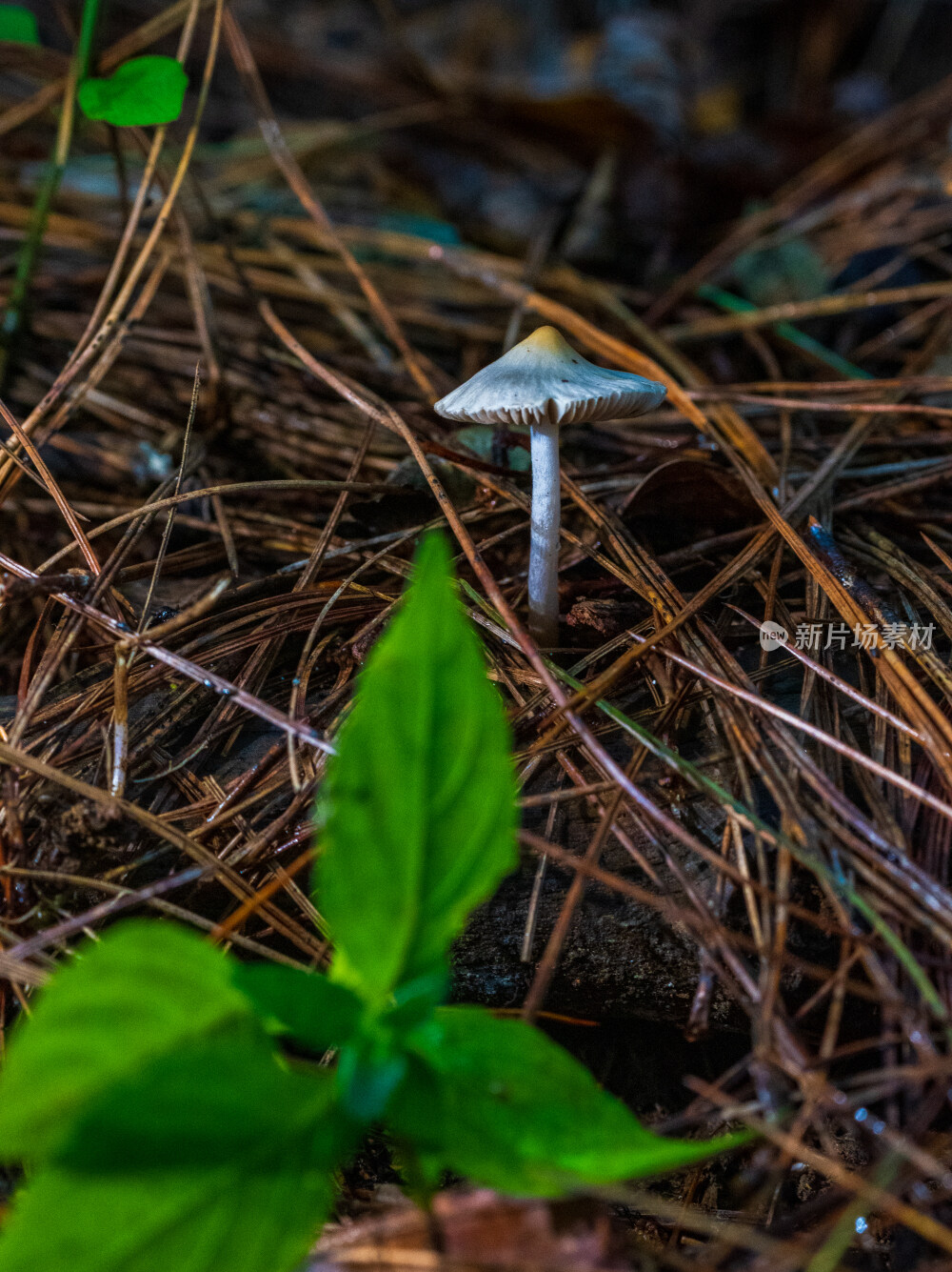 微距拍摄森林中的野生蘑菇