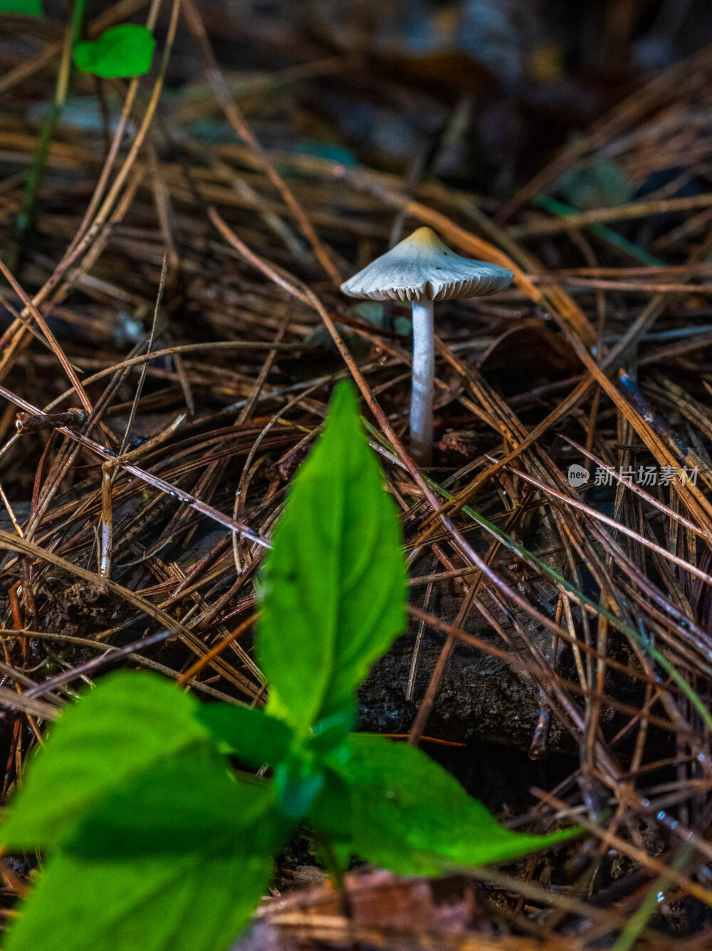 微距拍摄森林中的野生蘑菇