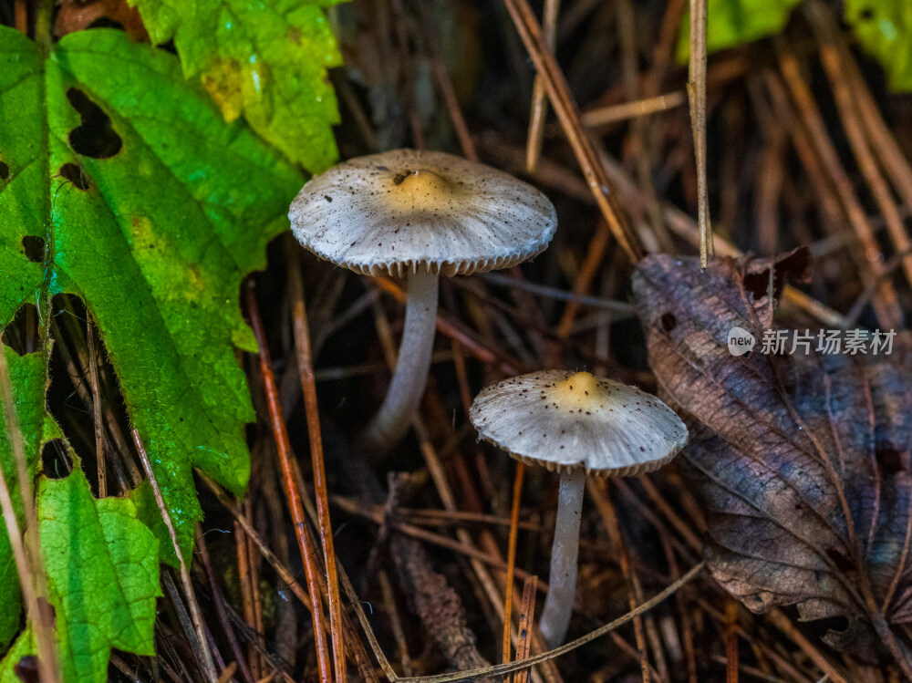 微距拍摄森林中的野生蘑菇
