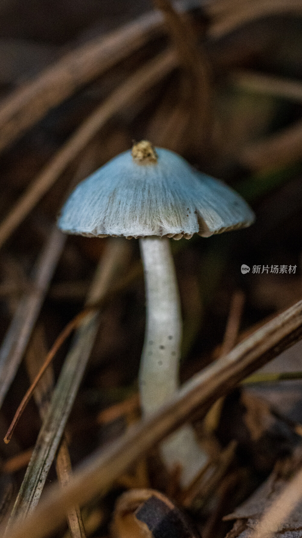 微距拍摄森林里的蘑菇