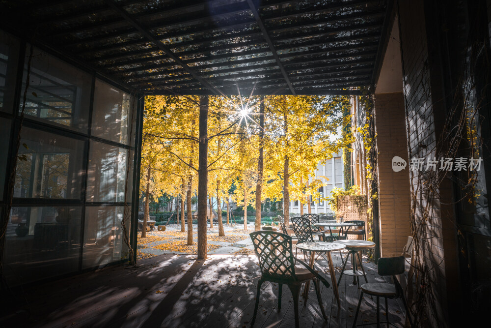 福建福州大学阳光下的银杏树林