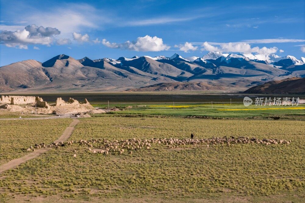 喜马拉雅山脉下的羊群