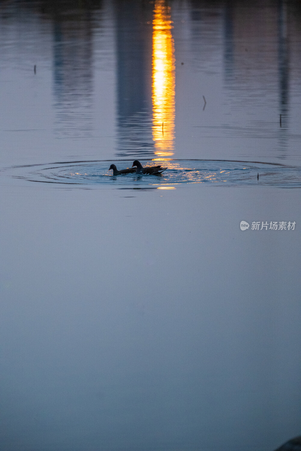 双鸭戏水映晚霞