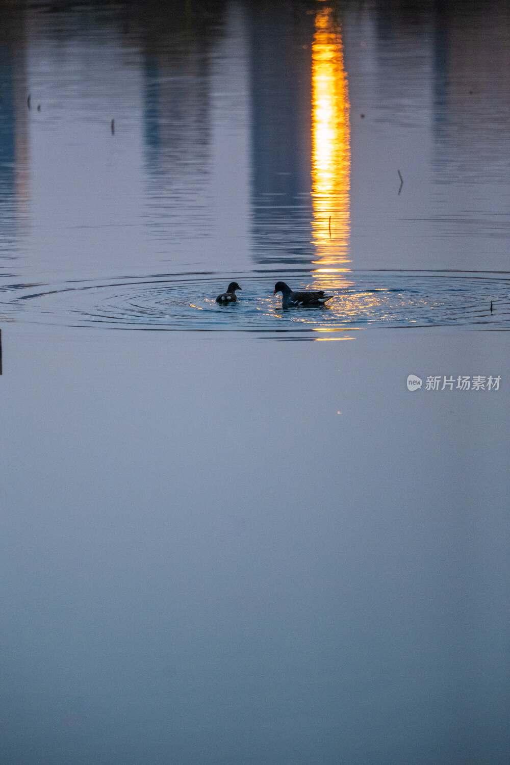 双鸭戏水映晚霞