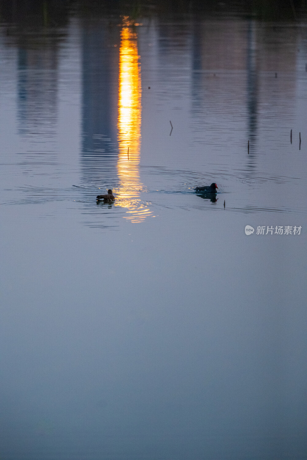 双鸭戏水映晚霞