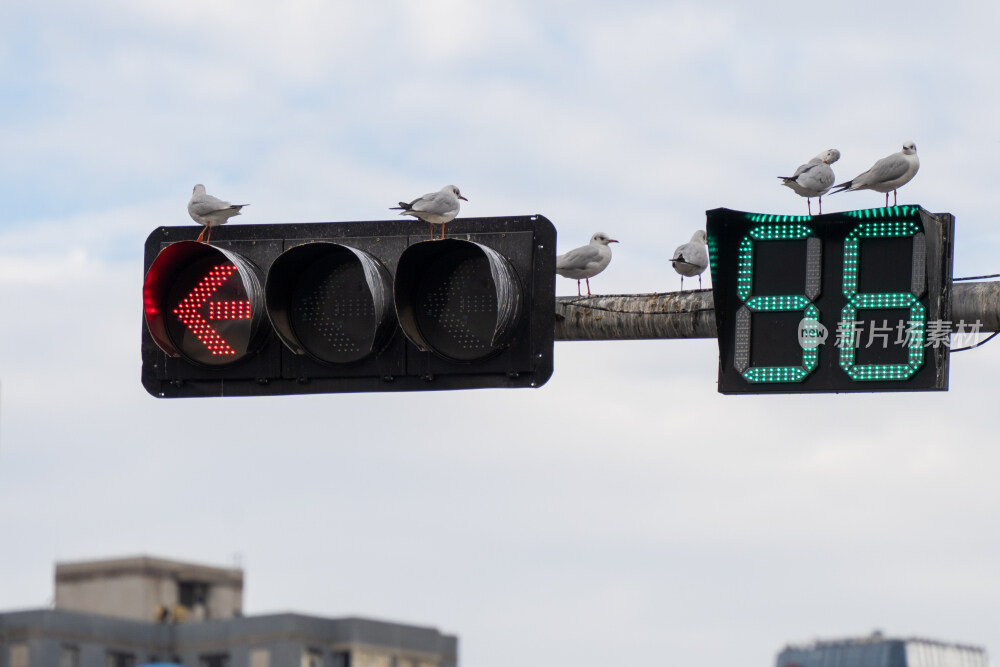 昆明的红嘴鸥又来了