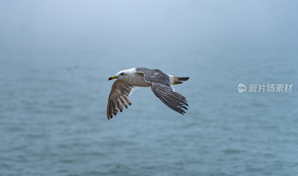 空中飞翔的海鸥