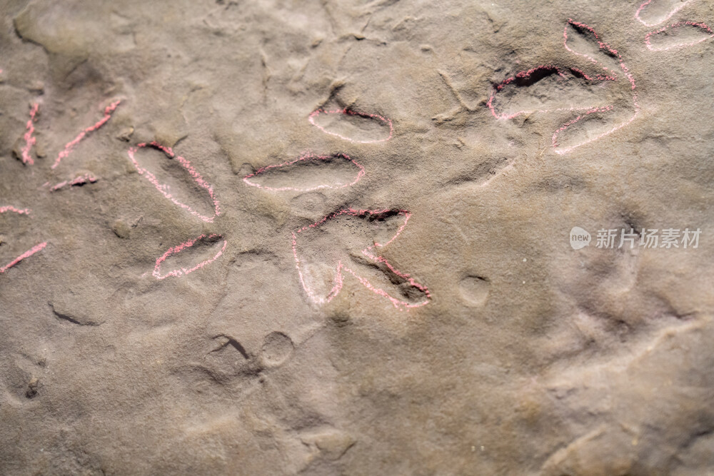 自贡恐龙博物馆的恐龙足迹化石