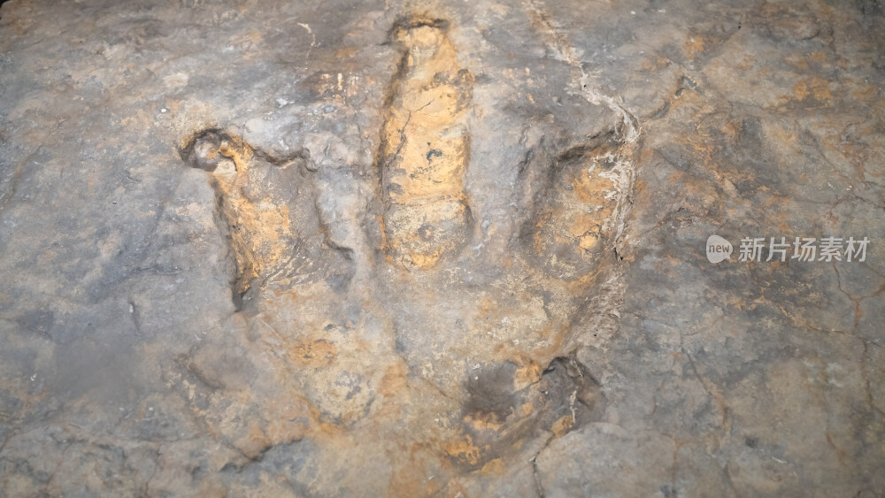自贡恐龙博物馆的实雷龙足迹化石