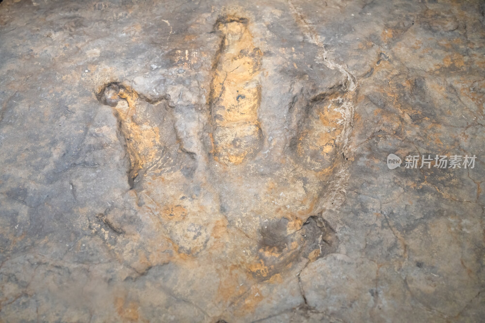 自贡恐龙博物馆的实雷龙足迹化石
