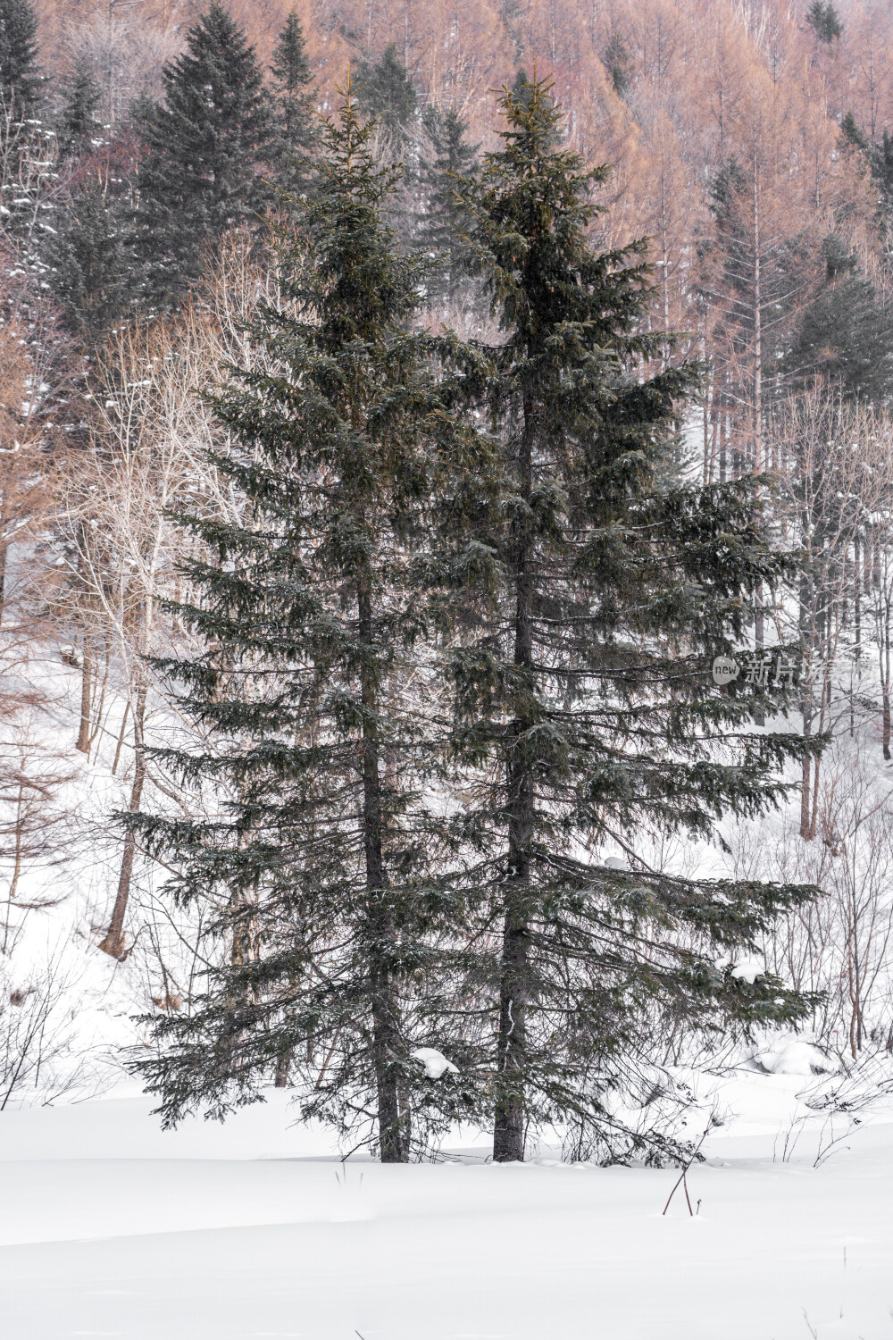 雪谷穿越羊草山到雪乡