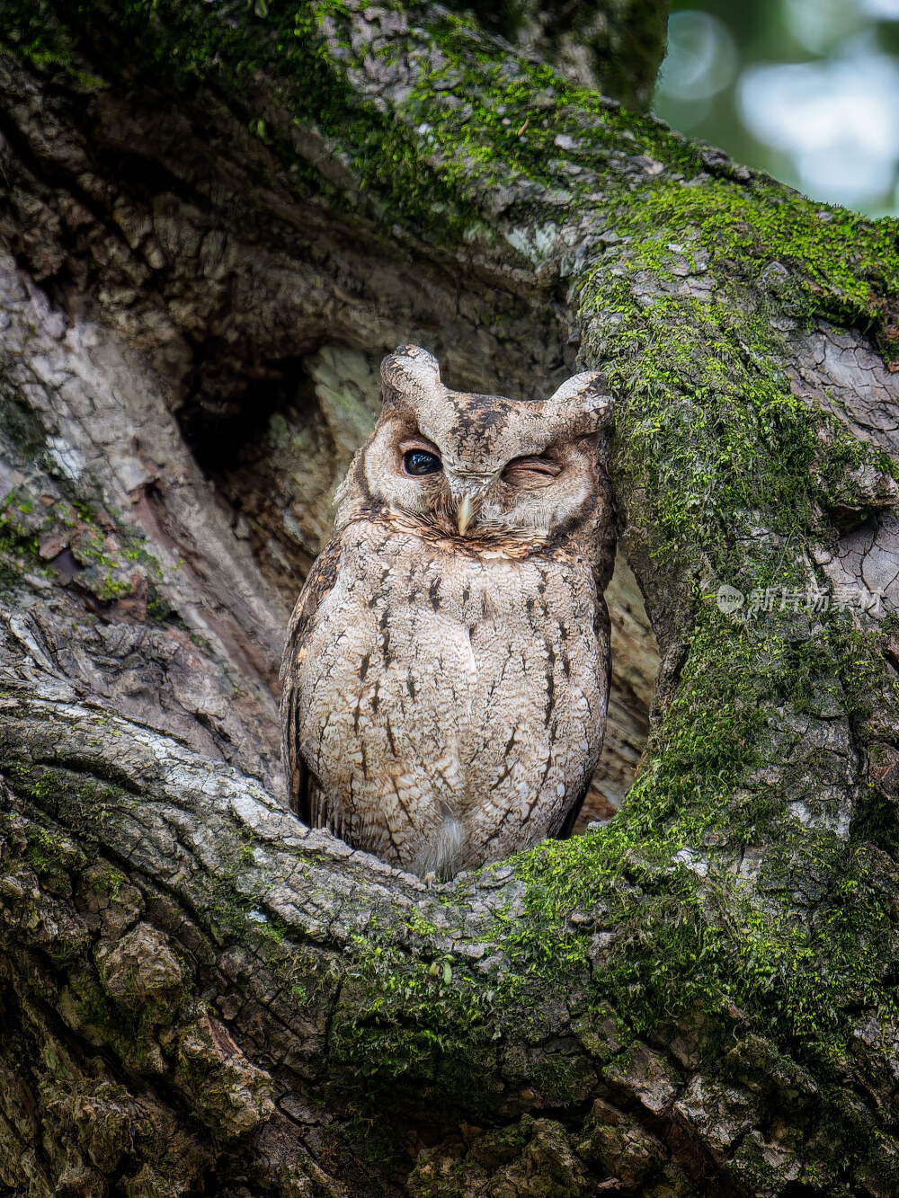 杭州植物园领角鸮猫头鹰