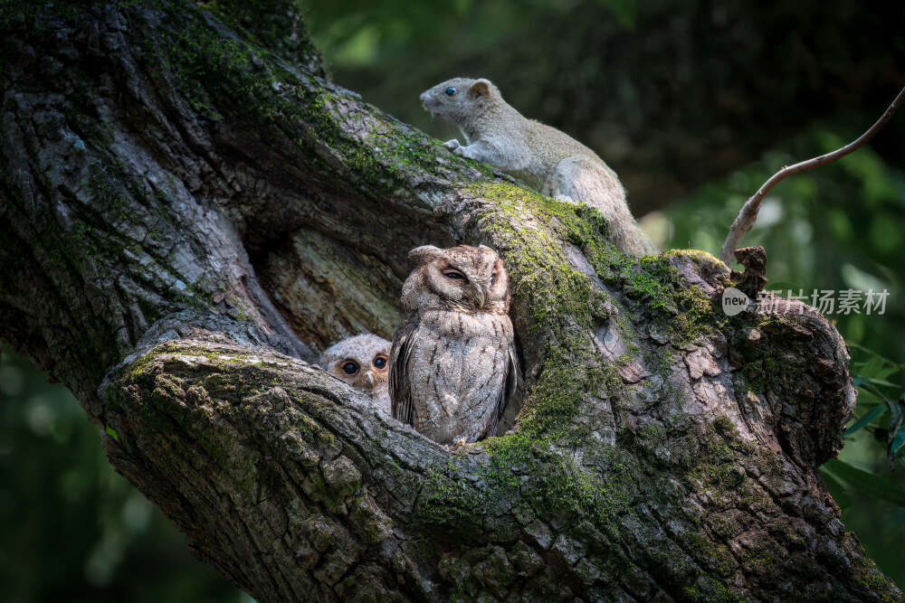 杭州植物园领角鸮猫头鹰
