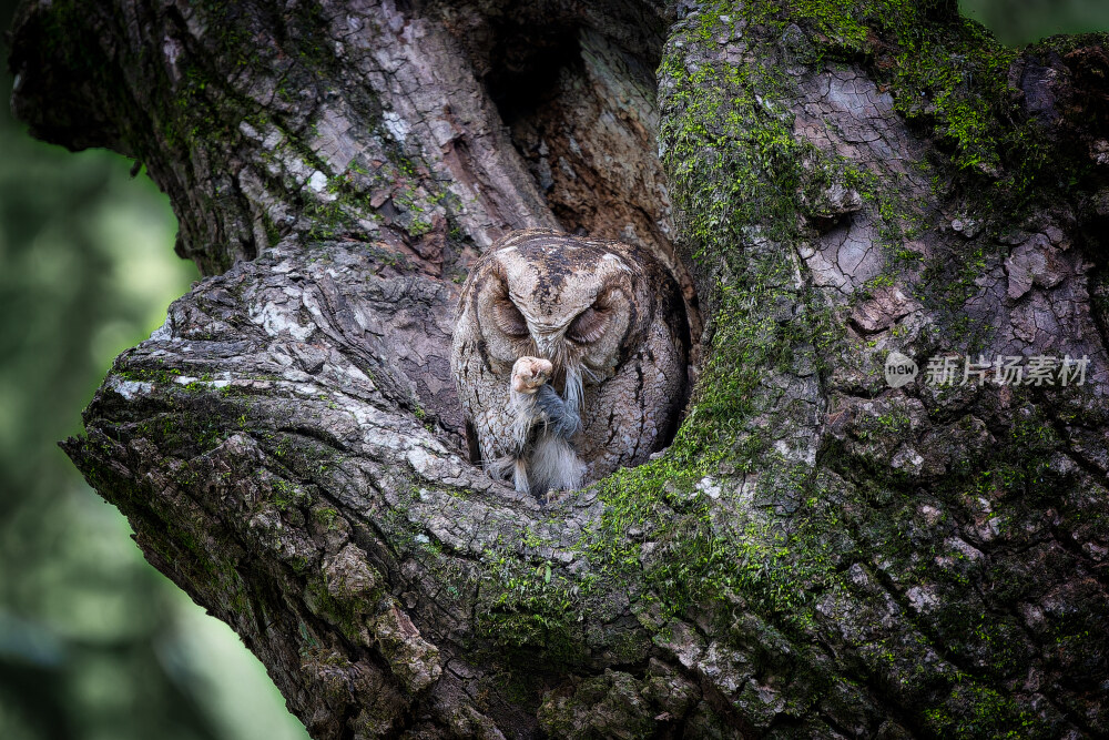 杭州植物园领角鸮猫头鹰