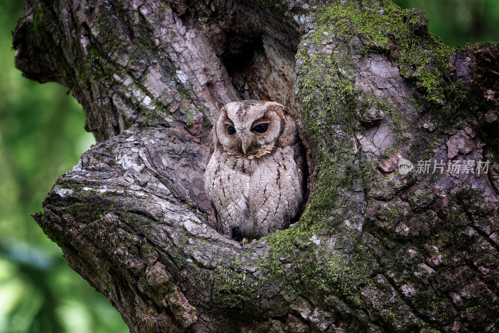 杭州植物园领角鸮猫头鹰