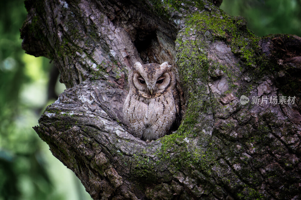杭州植物园领角鸮猫头鹰