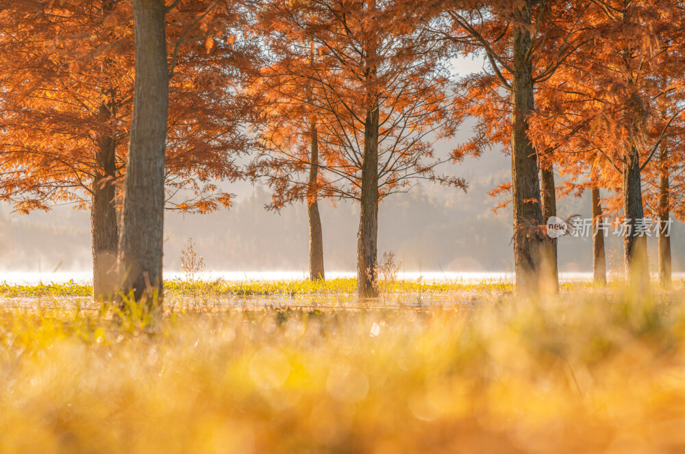 晨雾中的梦幻水杉林