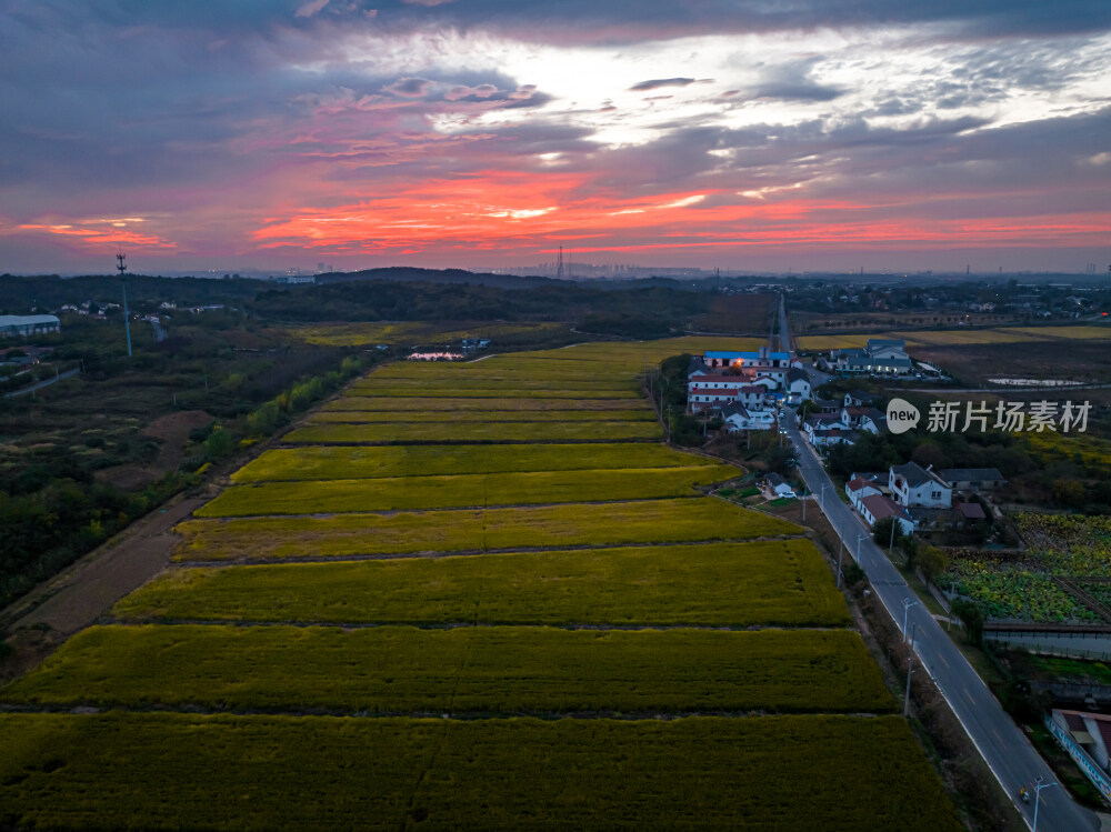 南京江宁美丽田园乡村麦田稻田航拍火烧云