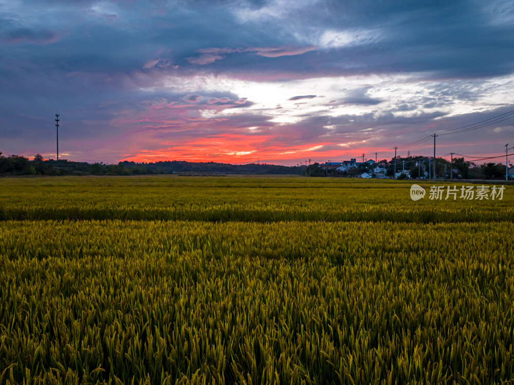 南京江宁美丽田园乡村麦田稻田航拍火烧云