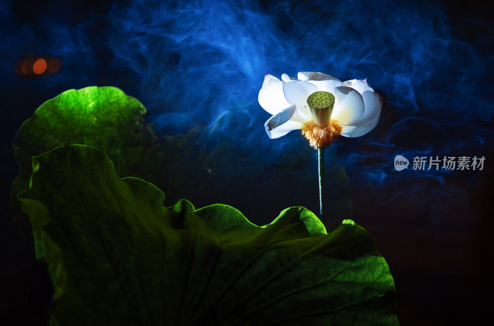 浪漫夏夜中的荷花仙子