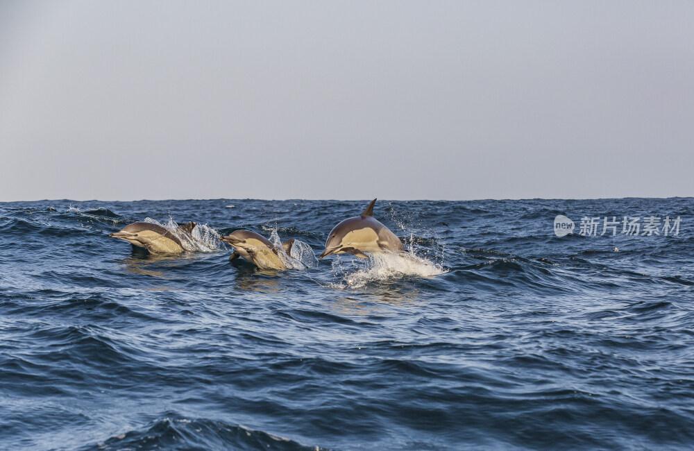海豚跃出水面