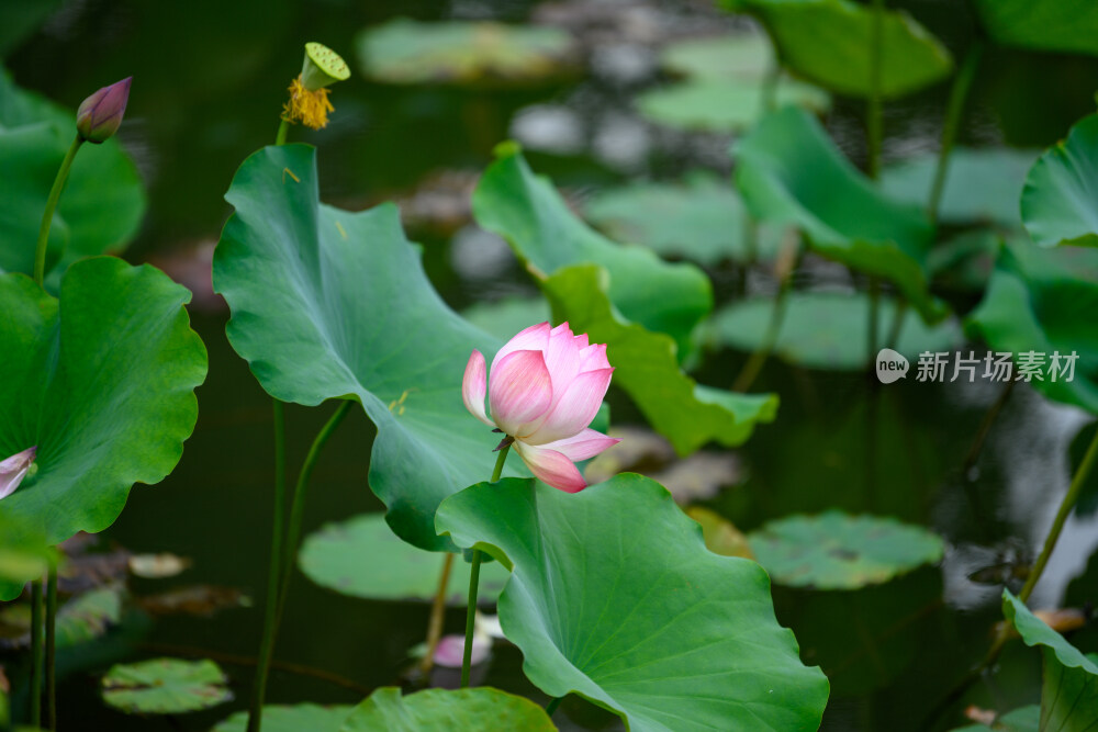 夏季武汉青山公园内的荷花