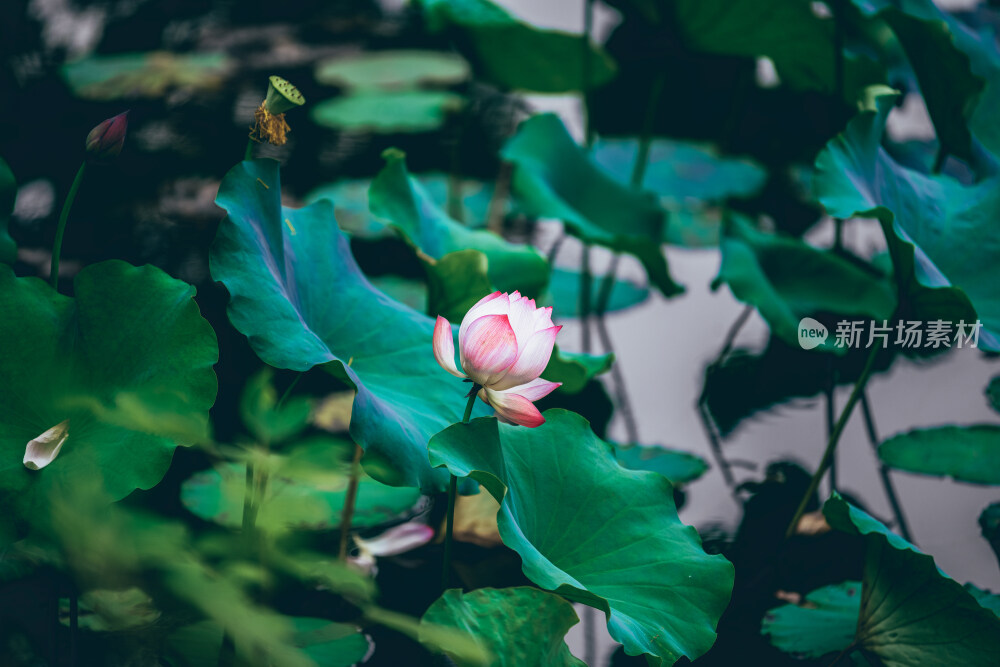 夏季武汉青山公园内的荷花