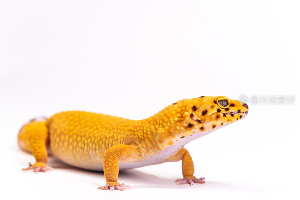 影棚白色背景中的豹纹守宫