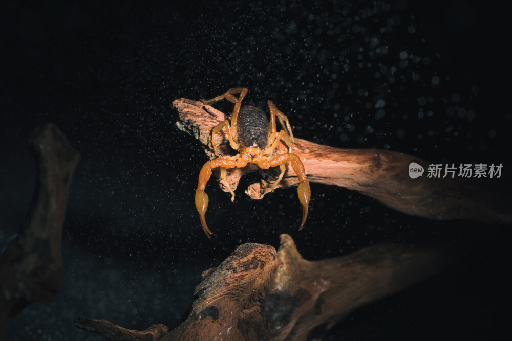 大自然中的蝎子