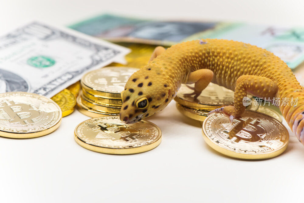 豹纹守宫与比特币金币